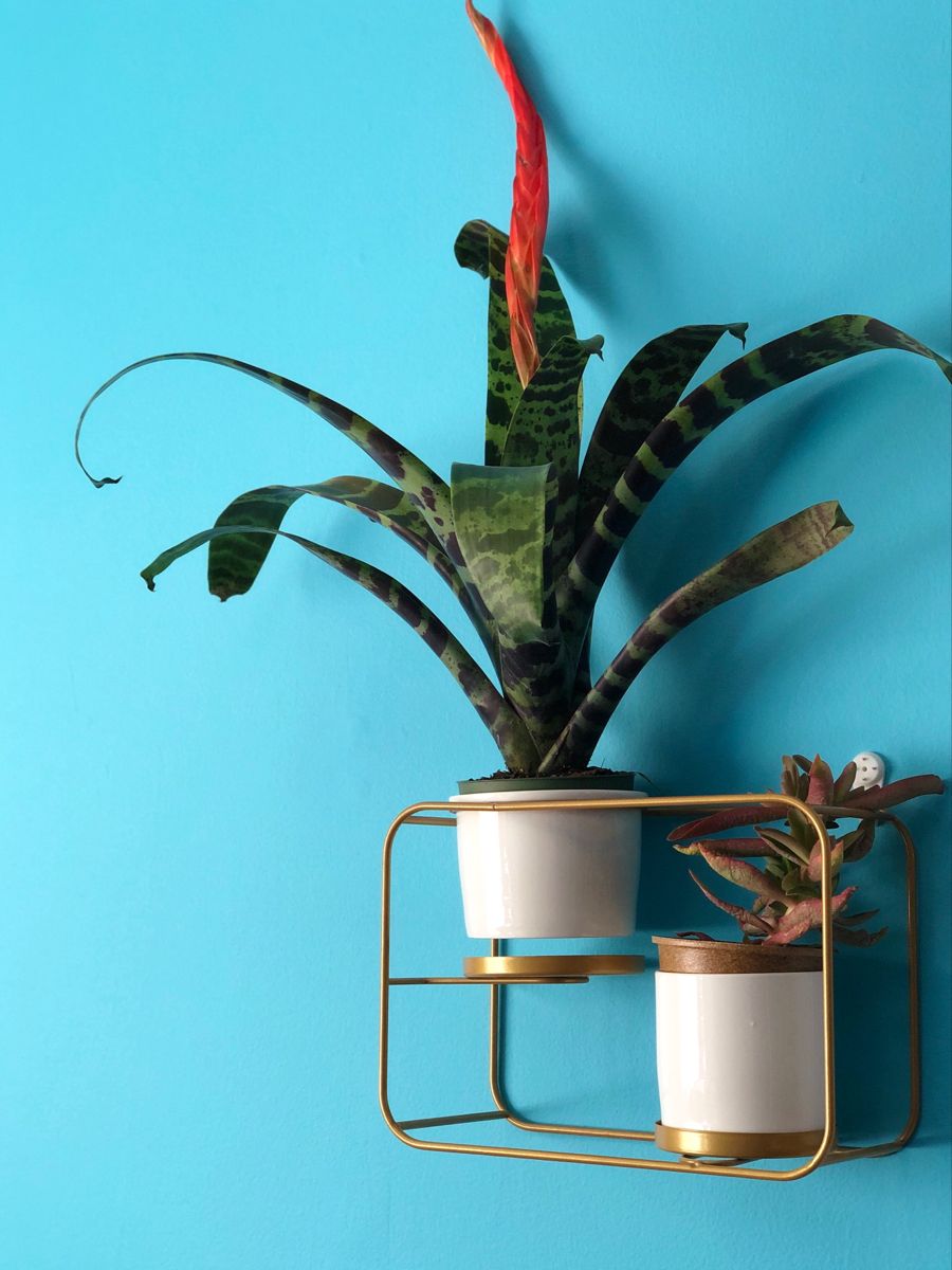 
                  The Ultimate Plant Lover's Gift Guide
                
