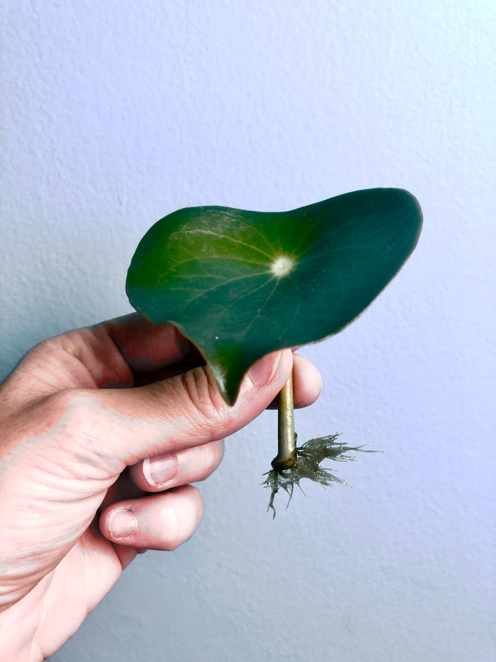 
                  5 Steps to Successfully Propagate Plants
                