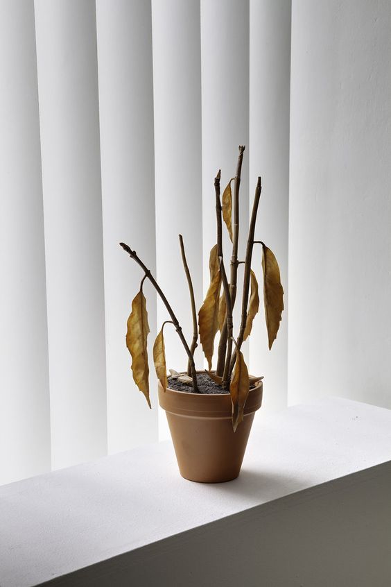 
                  The Most Common Ways People Kill Plants and How To Avoid It
                