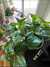 
                  How to Help Your Houseplants Thrive
                