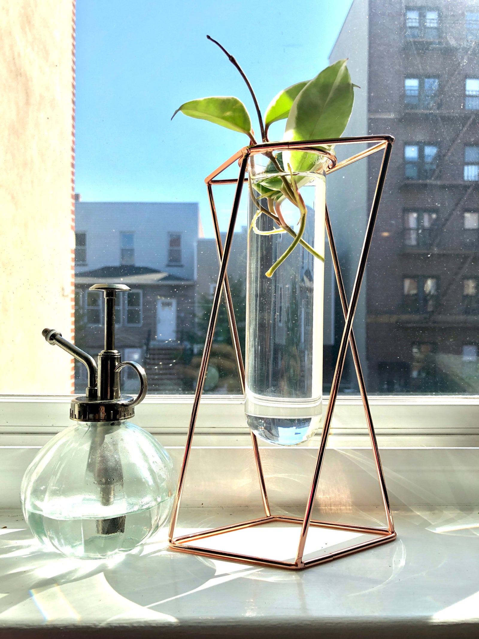 
                  Propagation 101: How to Make New Plants from the Ones You Have (Yes, Free Plants!)
                