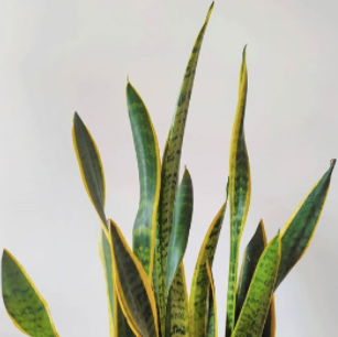 
                  The 6 Best Plants for the First Time Plant Parent
                