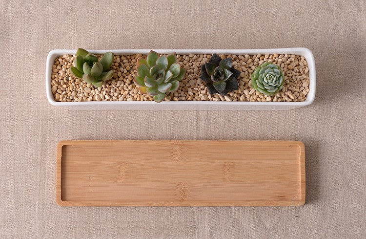 Ideal Planters for Succulents