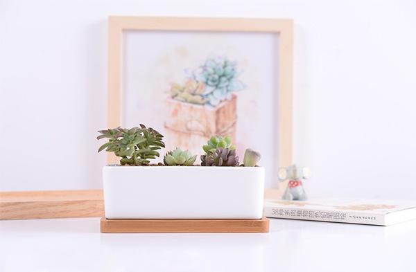 &quot;The Succulent Queen&quot; Ceramic &amp; Bamboo Planter Collection