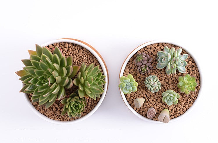 &quot;The Island&quot; Round Ceramic Planter &amp; Bamboo Dish