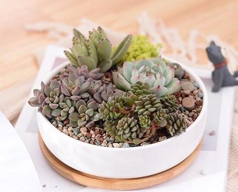 &quot;The Succulent Queen&quot; Ceramic &amp; Bamboo Planter Collection