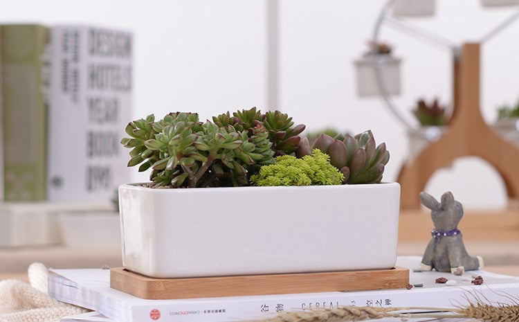 &quot;The Cove&quot; Ceramic Planter &amp; Bamboo Dish