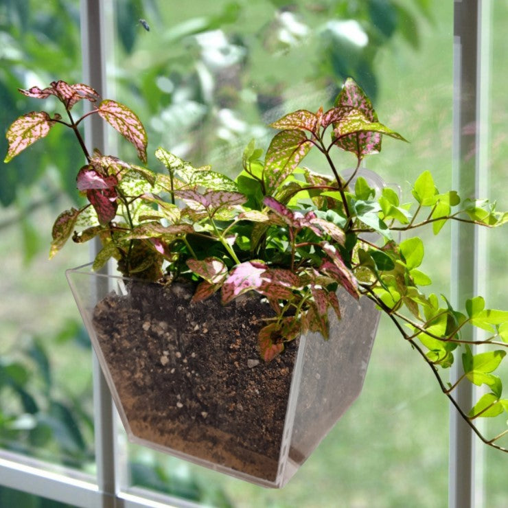 &quot;The Buddy System&quot; Clear Acrylic Window Planter