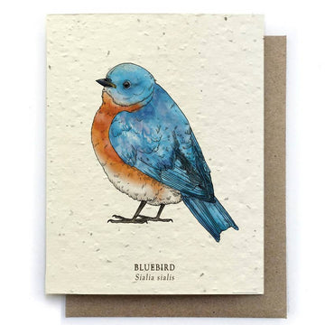 Bluebird Bird Greeting Cards - Plantable Seed Paper