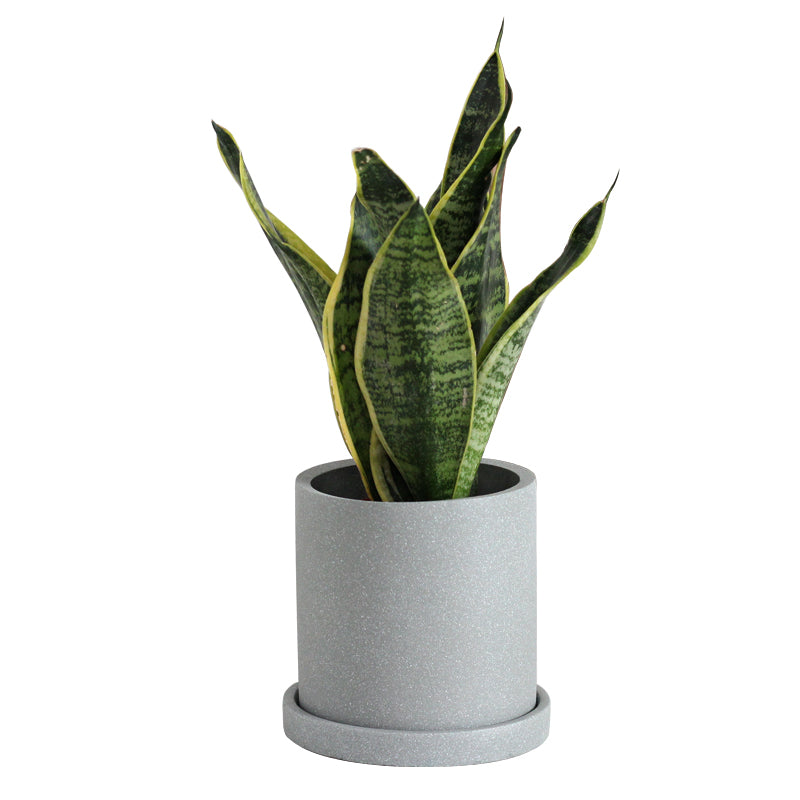 &quot;The Concrete Jungle&quot; Cylinder Planter &amp; Dish