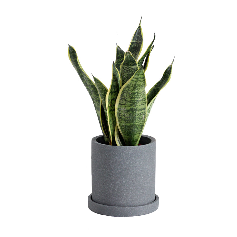 &quot;The Concrete Jungle&quot; Cylinder Planter &amp; Dish