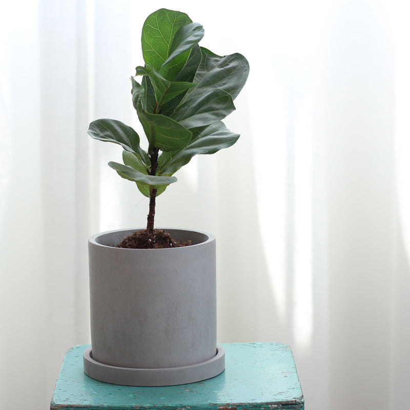 &quot;The Concrete Jungle&quot; Cylinder Planter &amp; Dish
