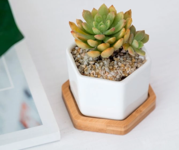 &quot;The Succulent Queen&quot; Ceramic &amp; Bamboo Planter Collection