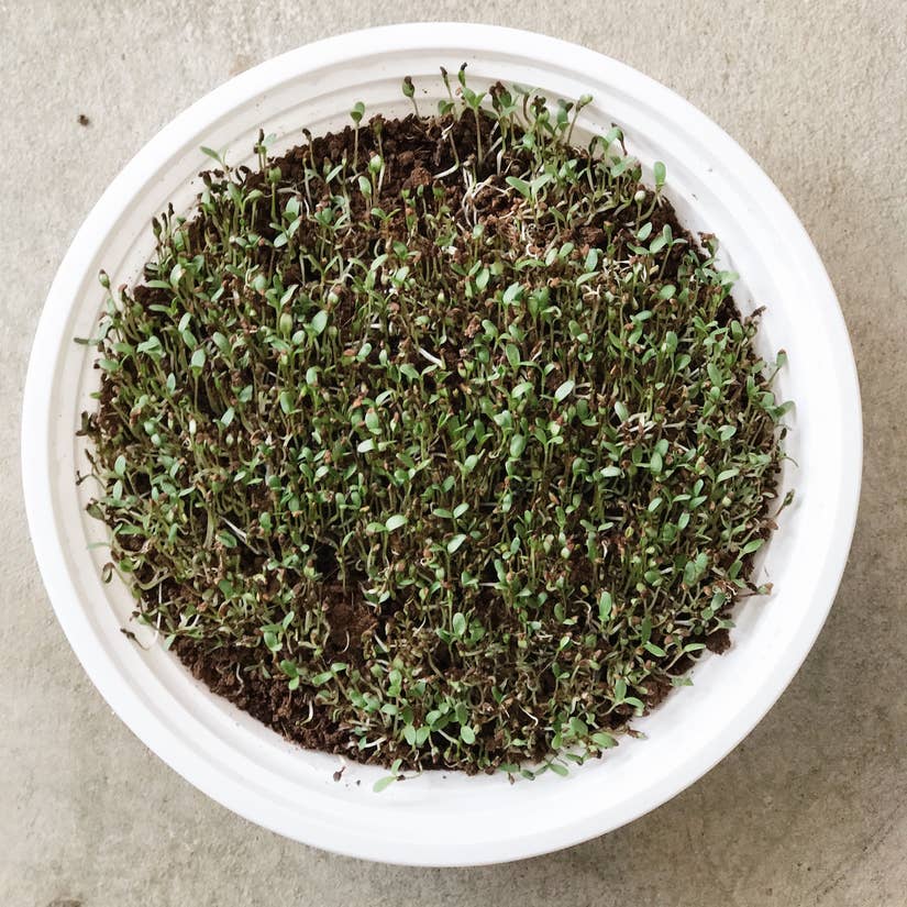 Organic Microgreens Starter Kit