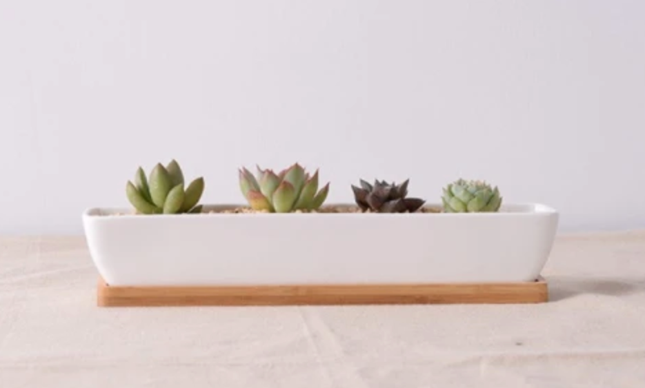 &quot;Work Hard Plant Hard&quot; Watering &amp; Gardening Tools, Pots &amp; Planters Collection