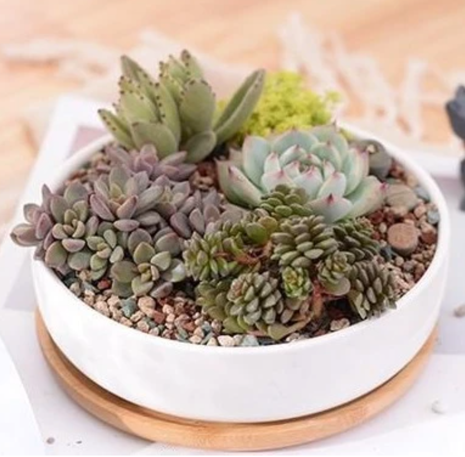 &quot;Work Hard Plant Hard&quot; Watering &amp; Gardening Tools, Pots &amp; Planters Collection