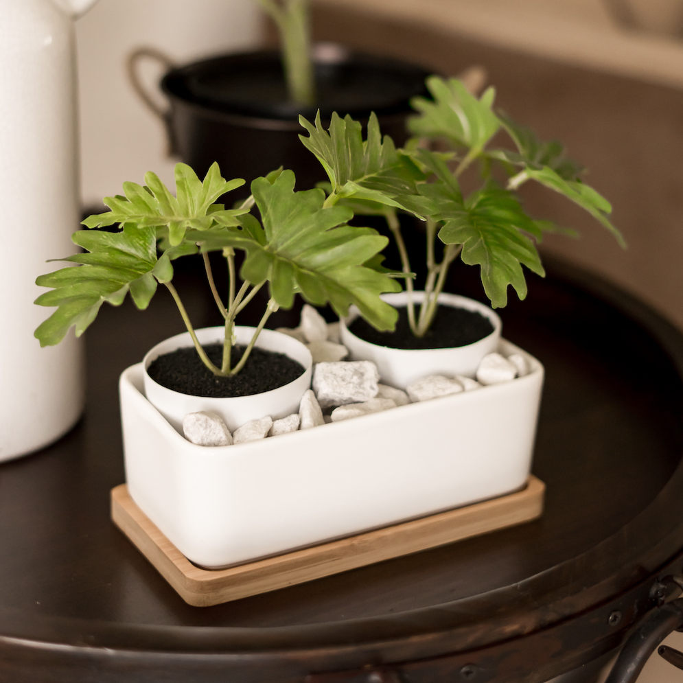 &quot;The Cove&quot; Ceramic Planter &amp; Bamboo Dish