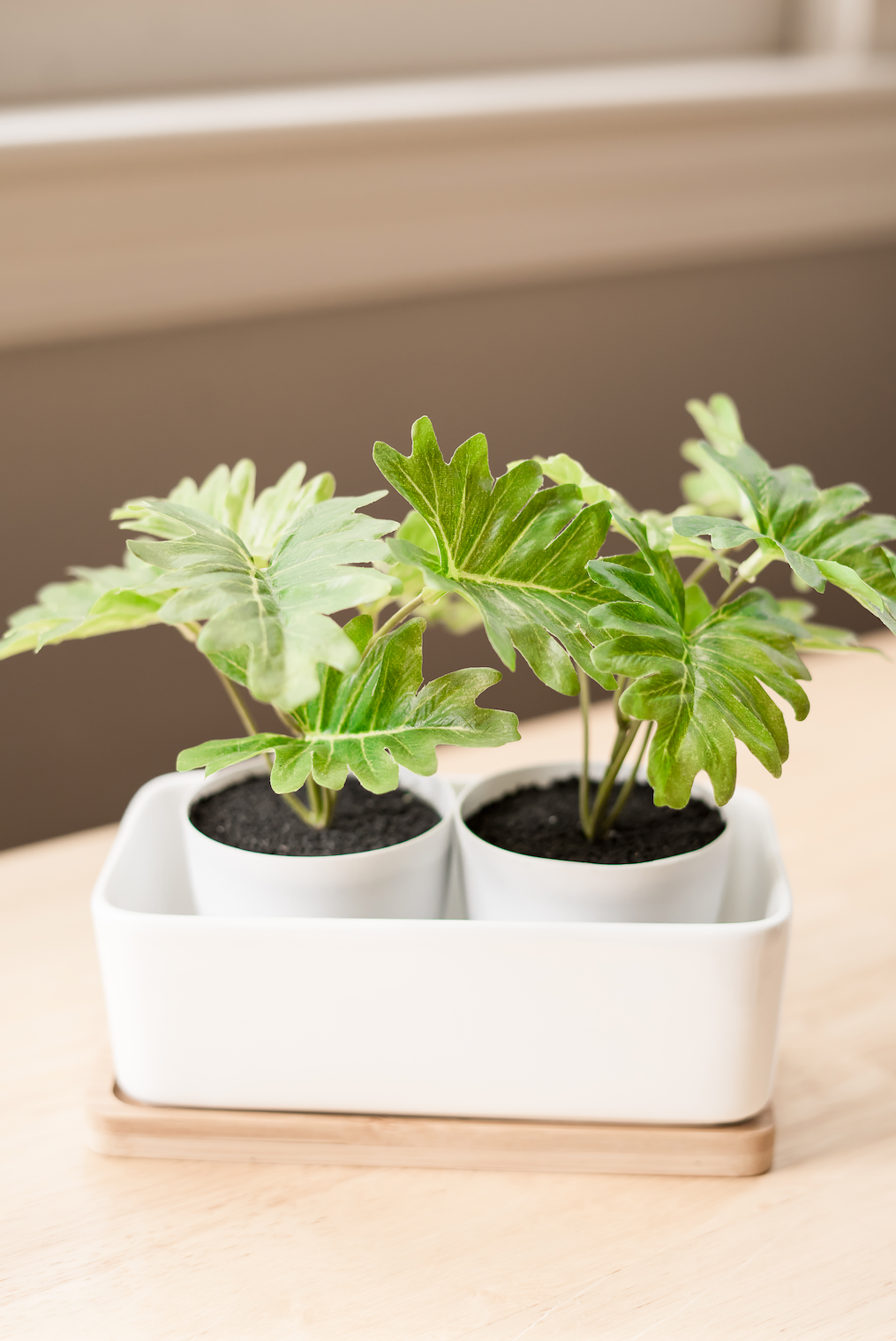 &quot;The Cove&quot; Ceramic Planter &amp; Bamboo Dish