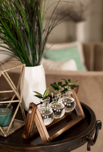 "The Botanist" Propagation Station