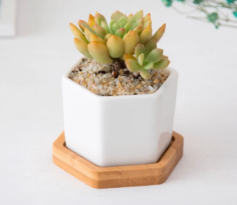 &quot;The Little Hexes&quot; Mini Planters Set of 3