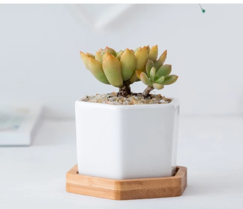 &quot;The Little Hexes&quot; Mini Planters Set of 3