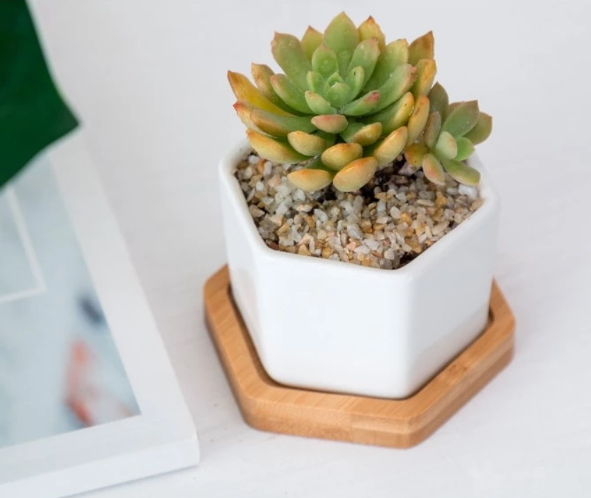 &quot;The Little Hexes&quot; Mini Planters Set of 3