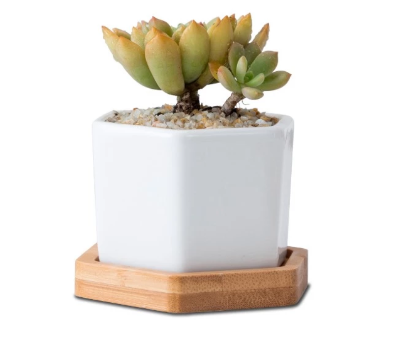 &quot;The Little Hexes&quot; Mini Planters Set of 3