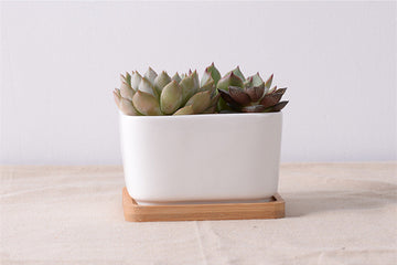 "The Islet" Square Ceramic Planter & Bamboo Dish