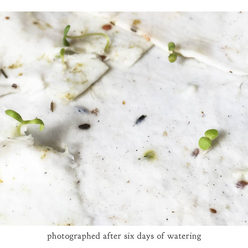 Thank You Botanical Greeting Cards - Plantable Seed Paper