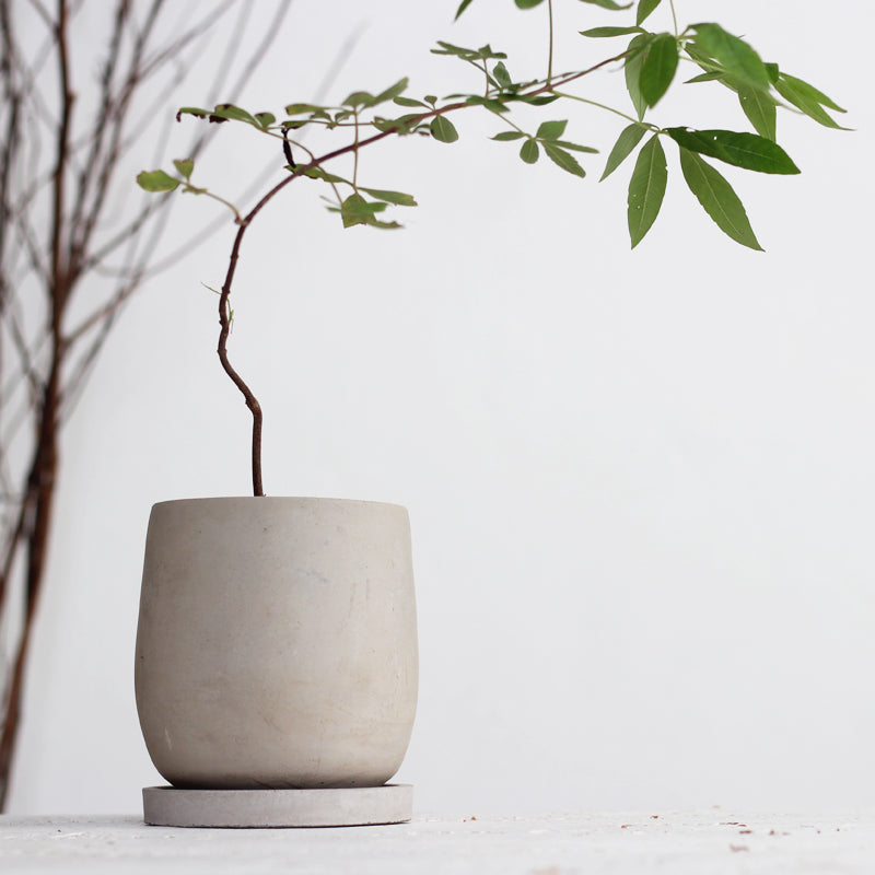 &quot;The Basin&quot; Cement Planter &amp; Dish