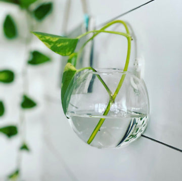 "The Crystal Ball" Propagation Vessel