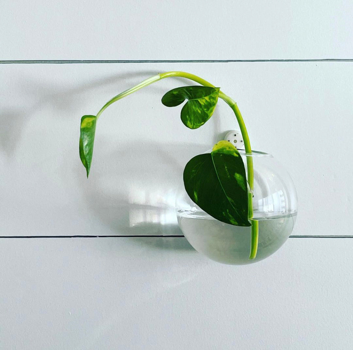 &quot;The Crystal Ball&quot; Propagation Vessel