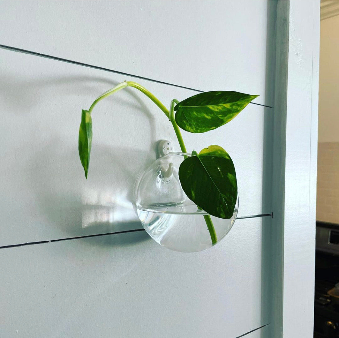 &quot;The Crystal Ball&quot; Propagation Vessel