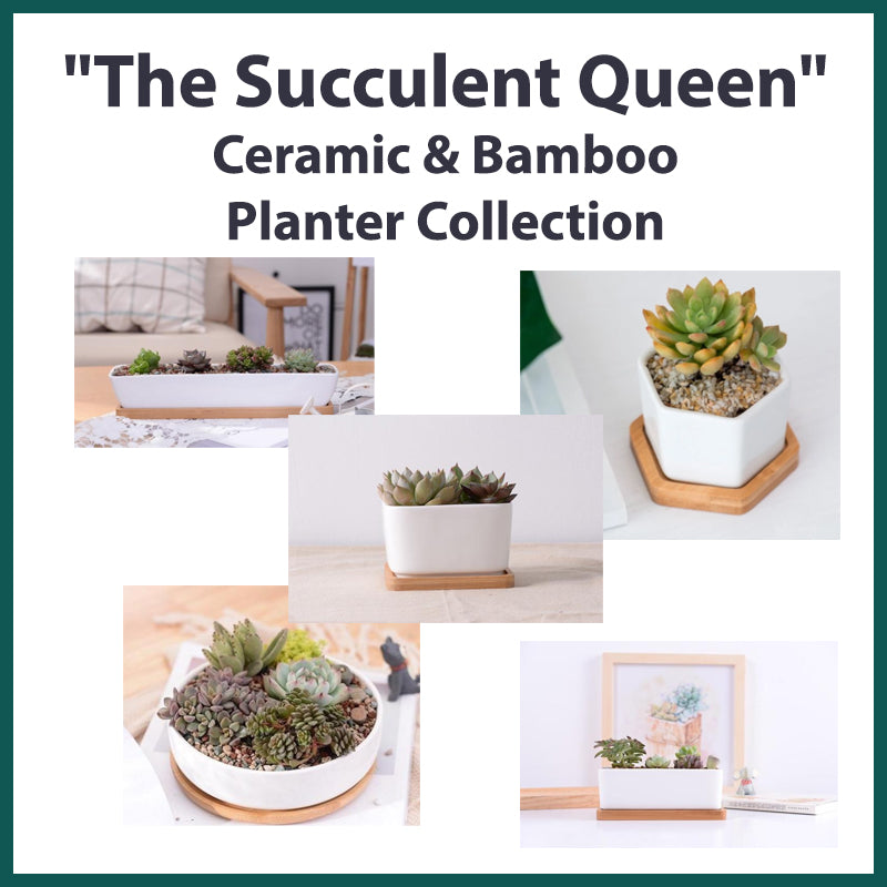 &quot;The Succulent Queen&quot; Ceramic &amp; Bamboo Planter Collection